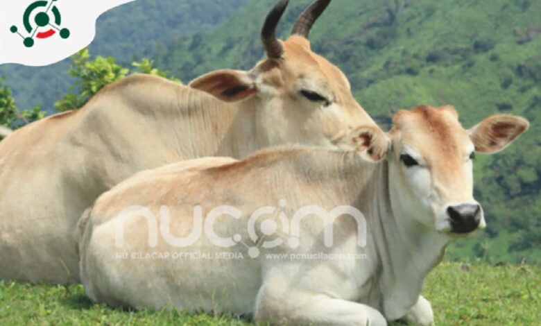 hukum ibadah qurban