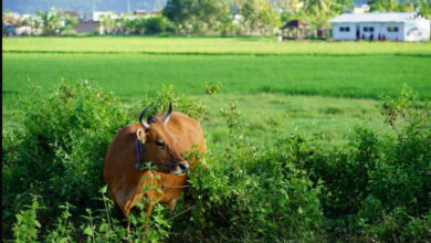 Sapi Untuk Qurban