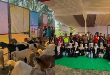 Kontes Kambing Desa Bengbulang